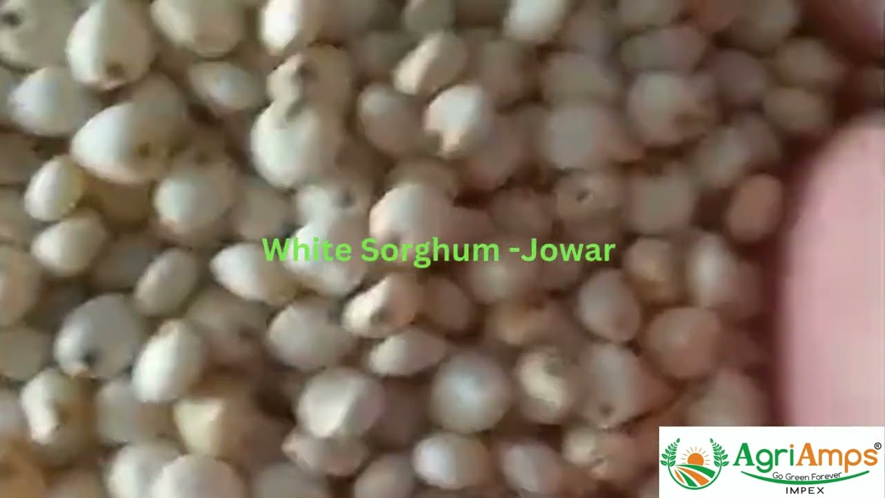 White Sorghum  Jowar