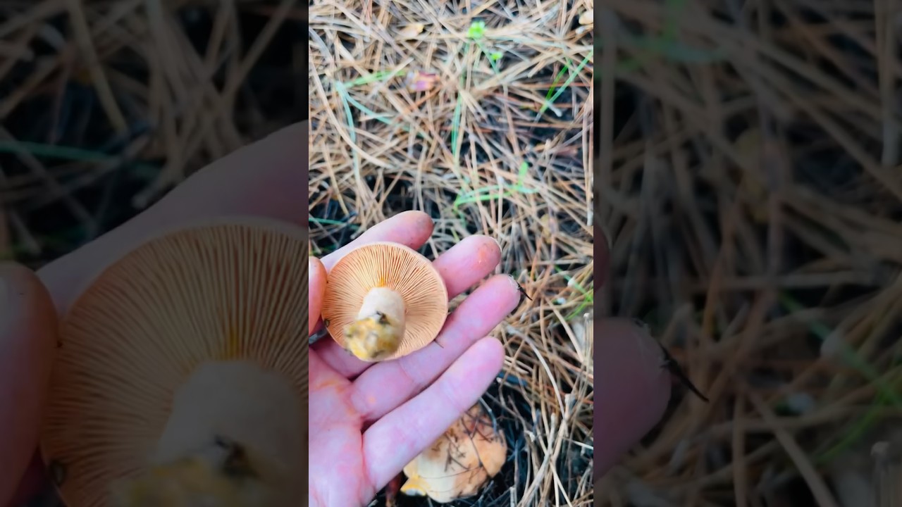 #Lactariusdeterrimus #lactarius #orangemilkcap #mushroom #mushroomhunting #fungi #wildmushrooms