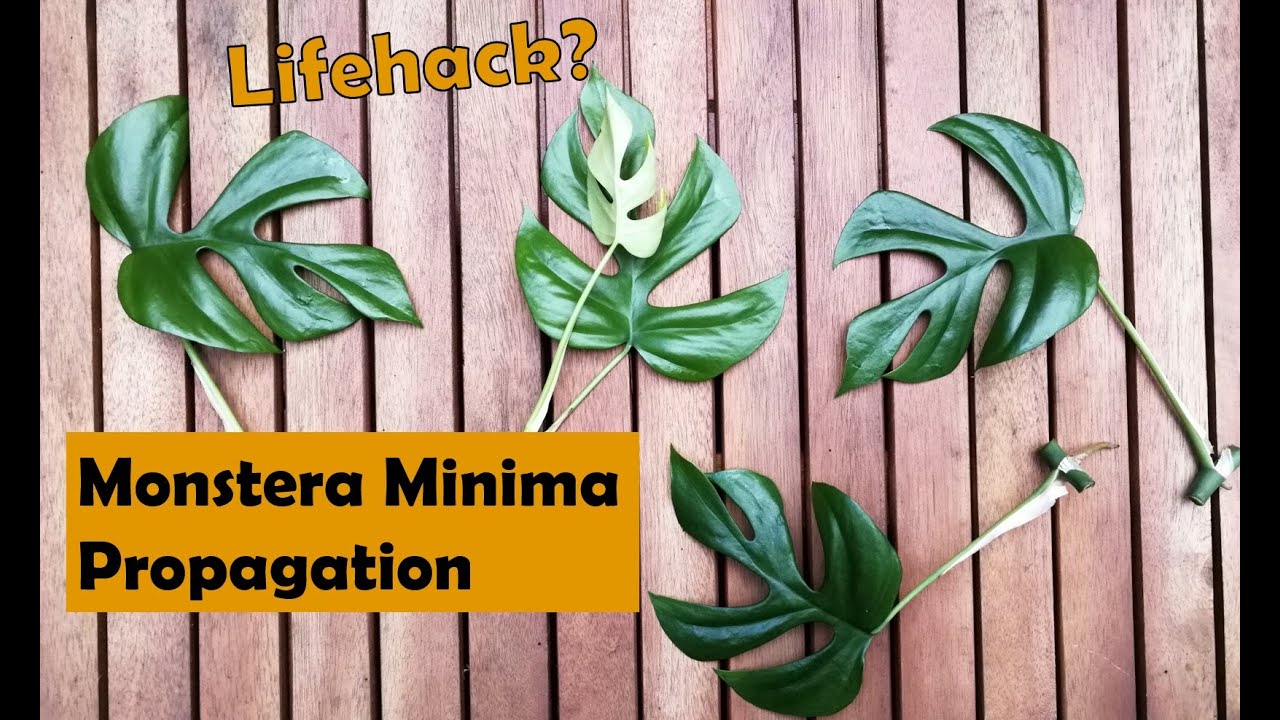 Monstera Minima Propagation | LIFEHACK?!