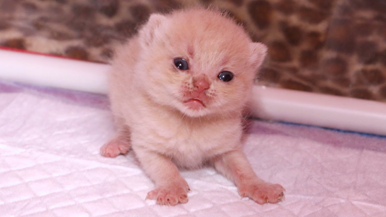 Kitten's FIRST STEPS Will Leave You SPEECHLESS