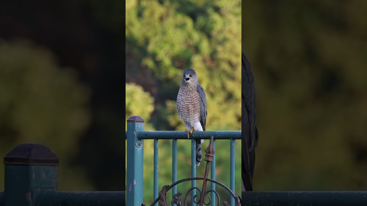 Cooper&rsquo;s hawk belting out a tune!! #bird