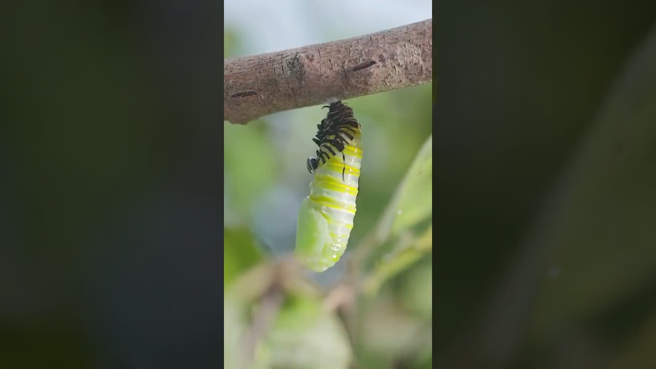 How A Caterpillar Becomes A Butterfly