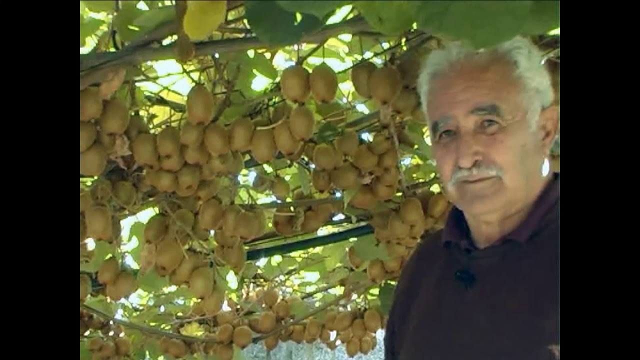 23.-  EL CAMPO: FEIJOAS Y KIWIS - PLANTAS TROPICALES 2020
