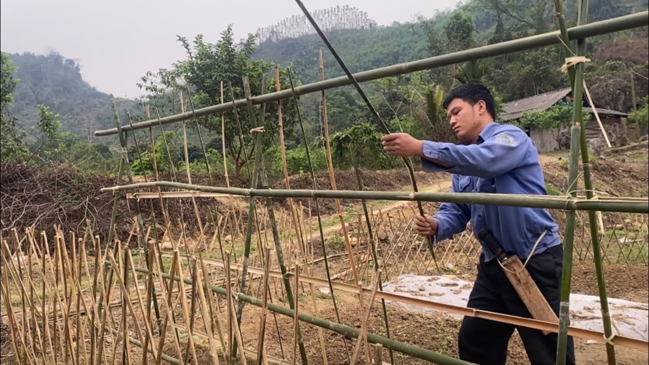Make a perch. Banana plantation. Caring for the vegetable garden / mountain life (EP.19)