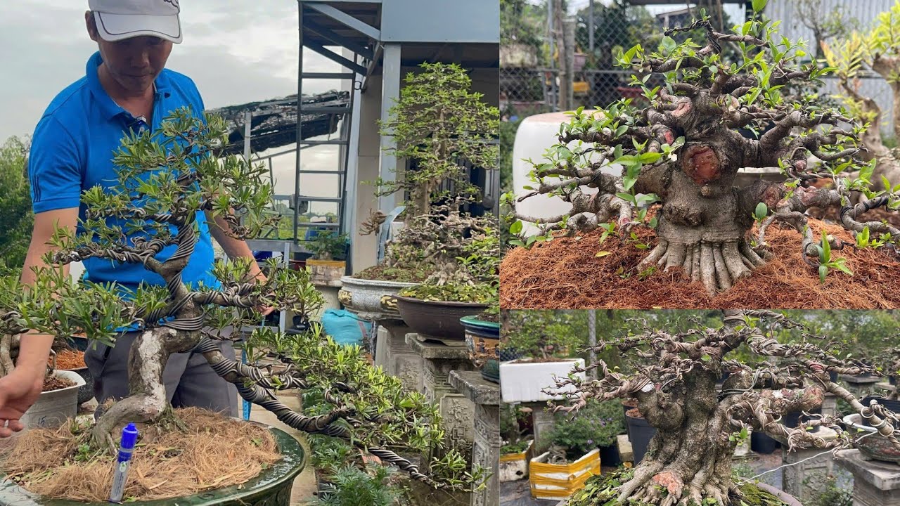 Thanh Bonsai//0798096577// Ngày 05/02/2026 Giao lưu Mai Chiếu Thủy, Linh Sam, Sam Núi Trái, Tùng