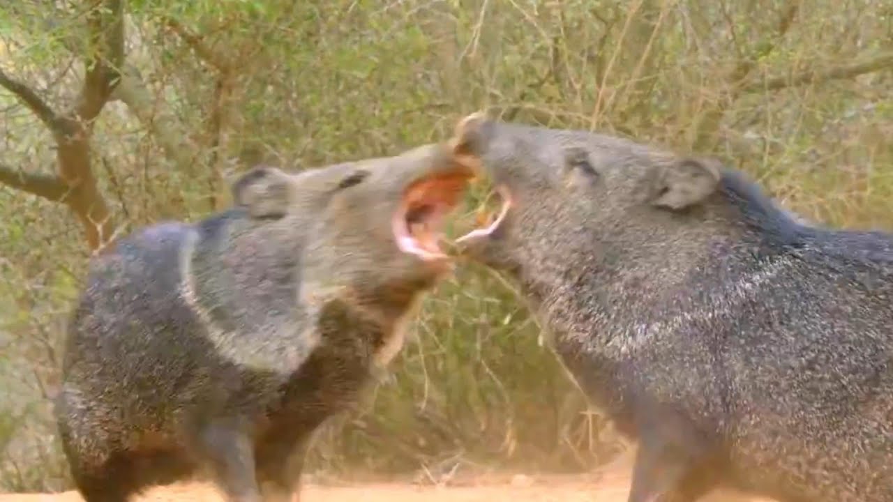 Collared Peccary (javelina)- One of great fighters -5s Story Animals.