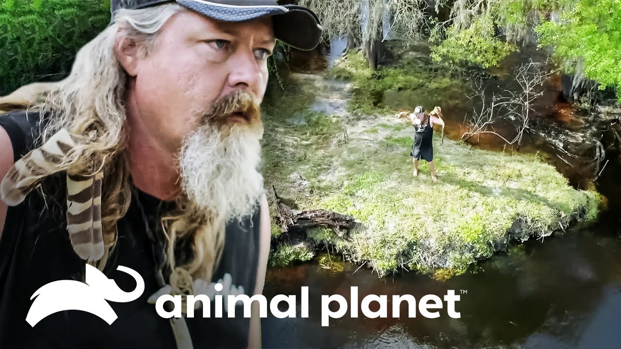 Cazando pitones en época de reproducción | Guardianes del Pantano | Animal Planet