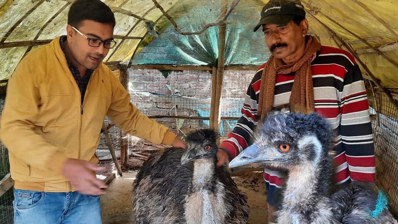 Emu Birds Farming|Emu Bird|Full information of EmuBirds|@moonlightassam2951