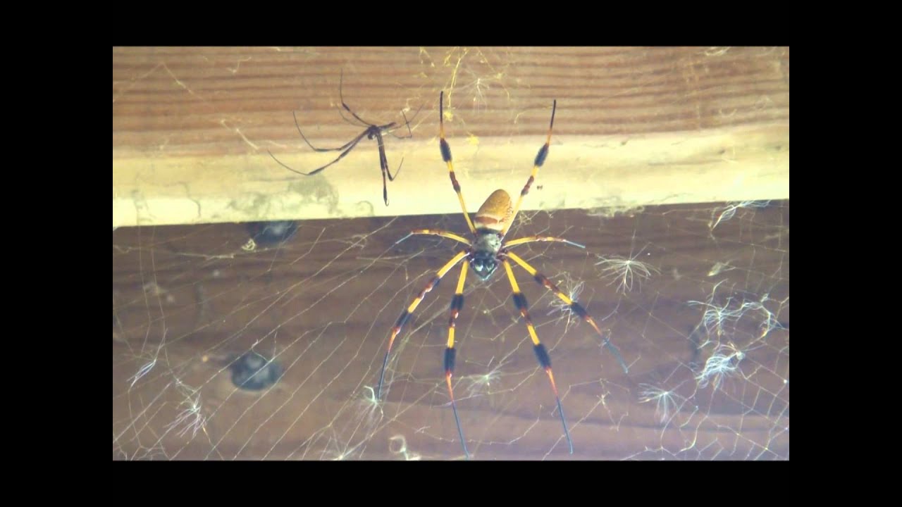 Golden silk spider