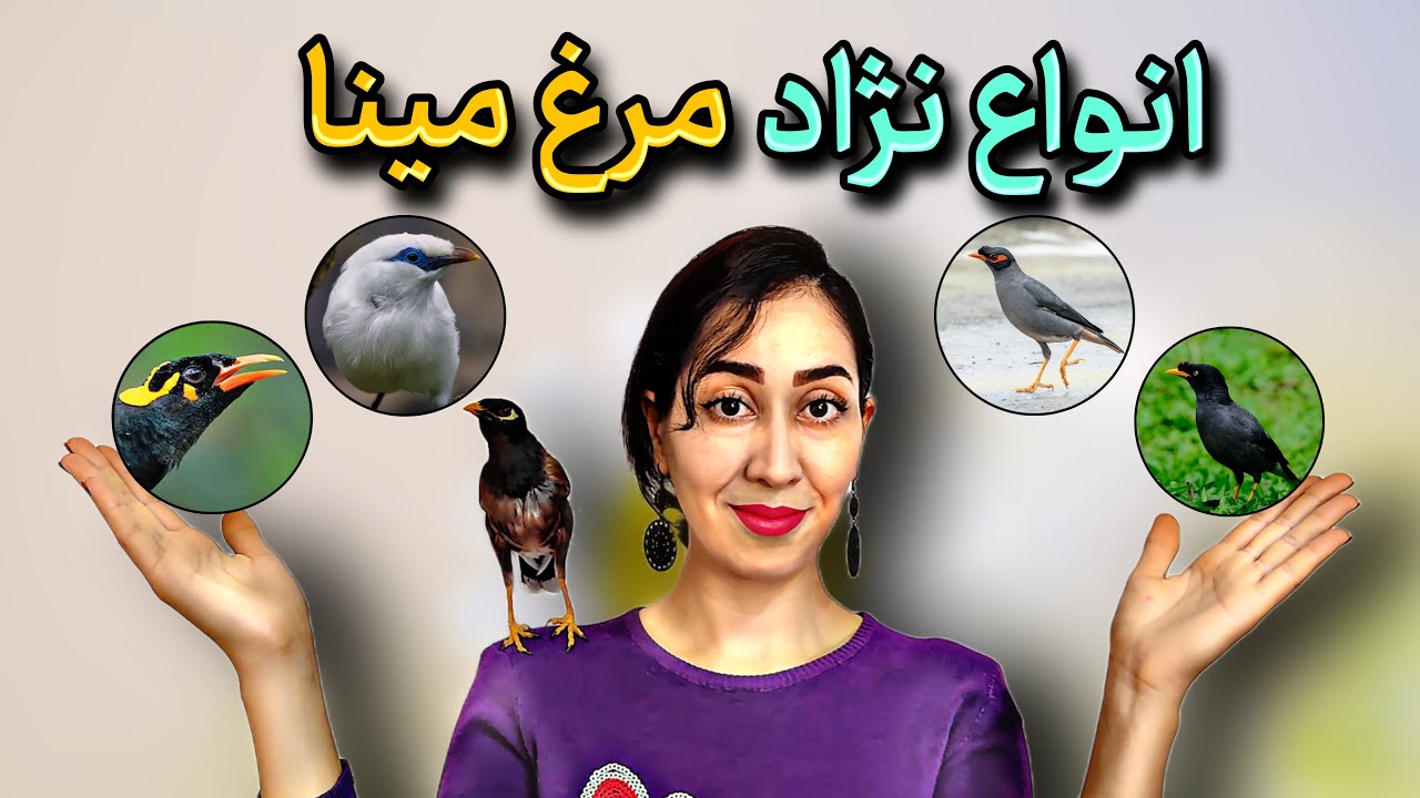 انواع نژاد مرغ مینا 🐥😍 |  types of myna bird
