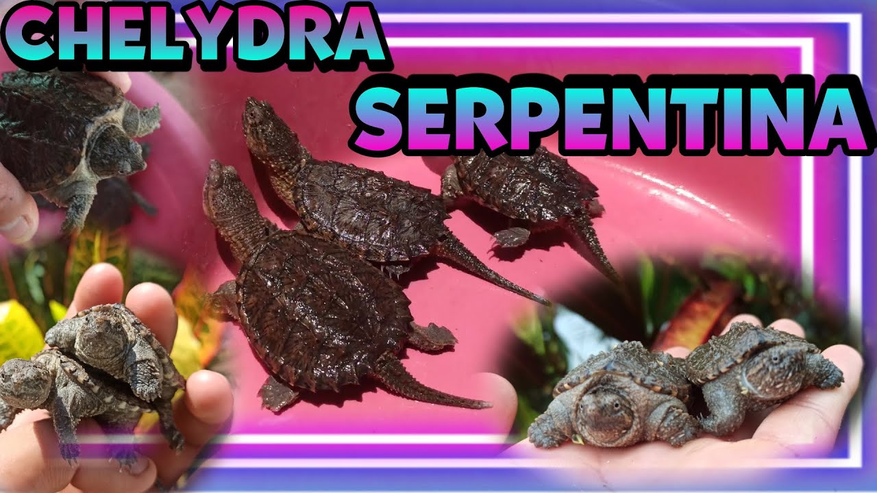 NUEVAS TORTUGAS!!! - CHELYDRA SERPENTINA | Snapping Turtle