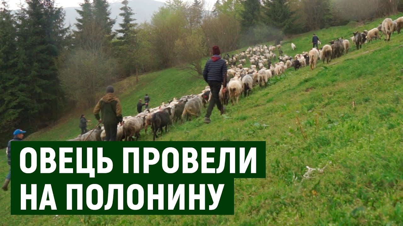 300 овець на полонину провели у селі Чорна Тиса на Закарпатті