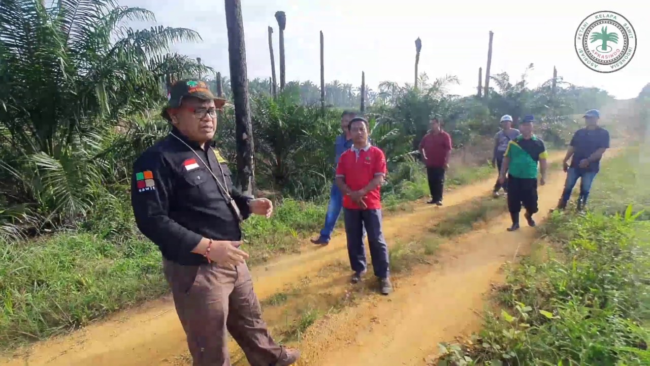 Sawit Under Replanting VS Sawit PSR Program Pemerintah, Bagian 1 | APKASINDO