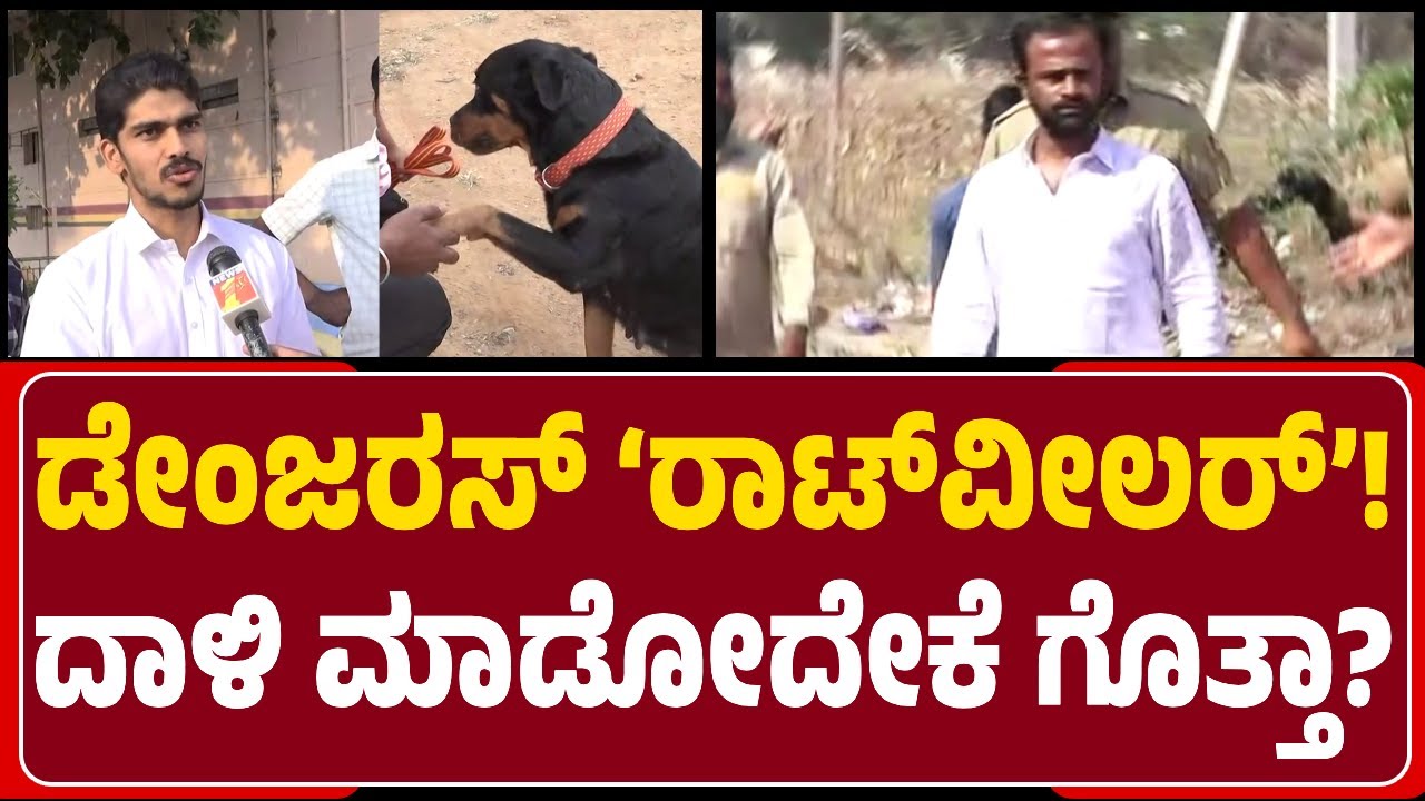 Davanagere : Rottweiler ನಾಯಿ ಸಾಕಲಾಗದೇ ರಸ್ತೆಗೆ ಬಿಟ್ಟಿದ್ದ ಮಾಲೀಕ Shailesh Arrest | @NewsFirstDavanagere