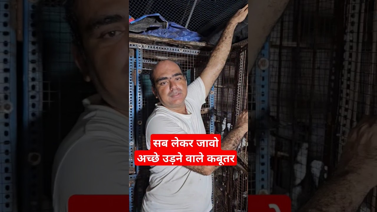 Coming Soon 🤩 New Video 🤩 Raza Bhai. Allahabadi Kabootar. #pigeon #jaikabootar #jai Kabutar