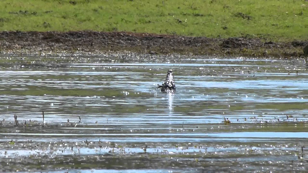 Tiger Fish kills crocodiles lunch, duck.