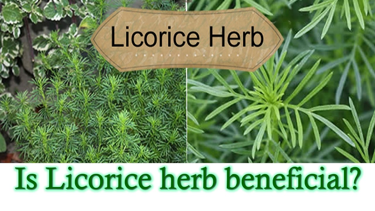 Denis Stewart - the remarkable herb licorice
