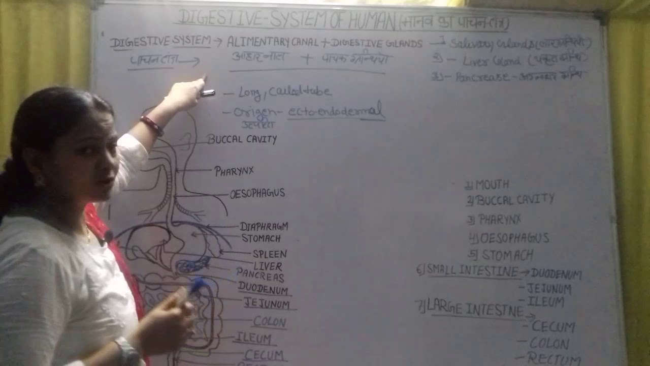 Digestive system of human part -1st  (Introduction  and Mouth )by Deepmala mam