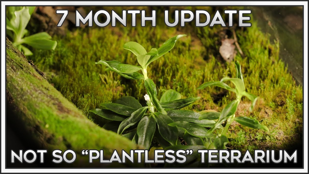 Plantless Terrarium | 7 Month Update