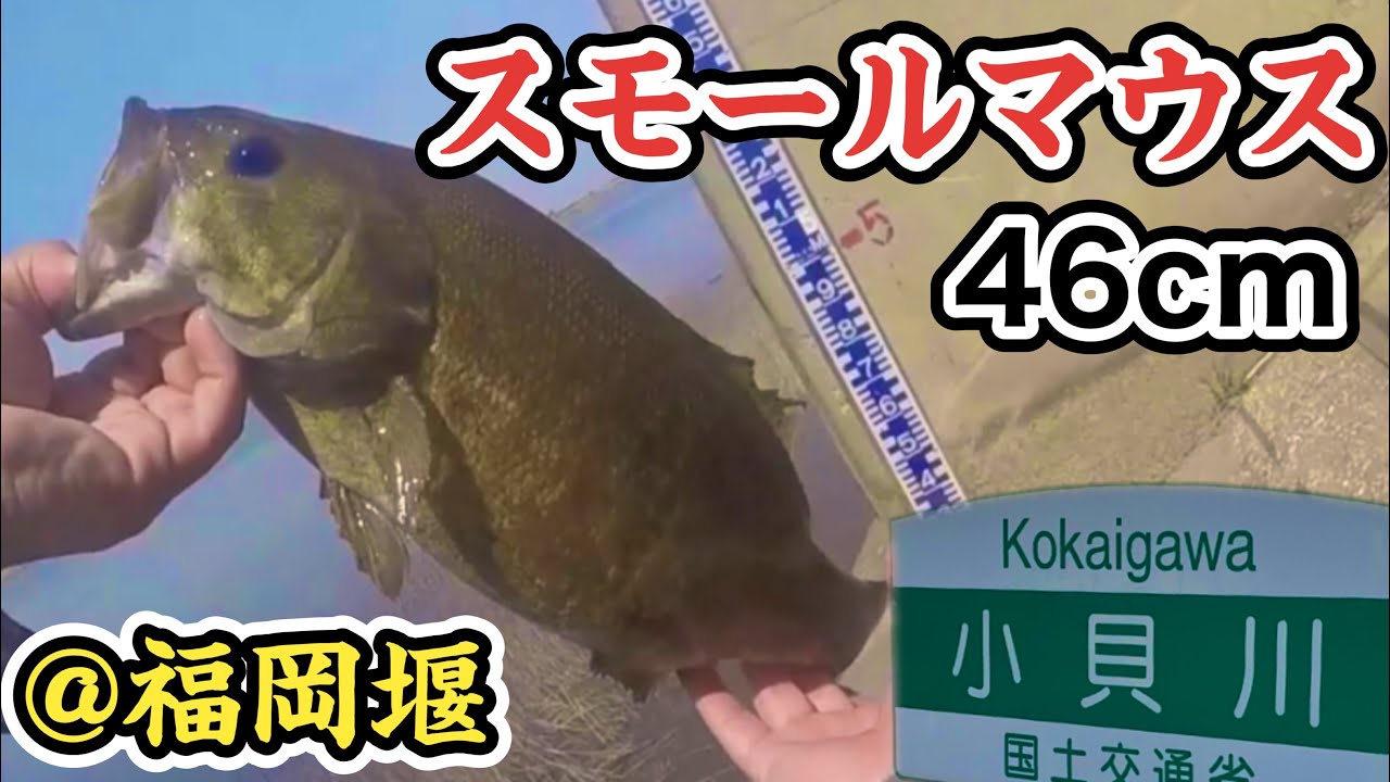 【バス釣り　小貝川】デカバス実績の高い福岡堰でスモールマウス狙います‼️