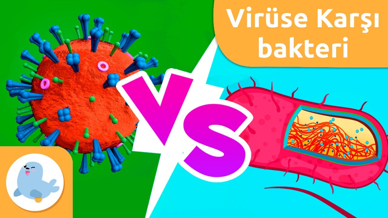 Virüsler Vs. Bakteriler - Farklılıkları nelerdir?