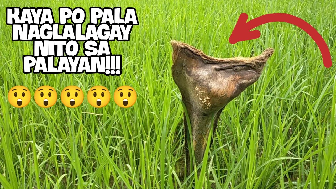 GRABE ITO PALA ANG GAMIT NITO SA PALAYAN!!!