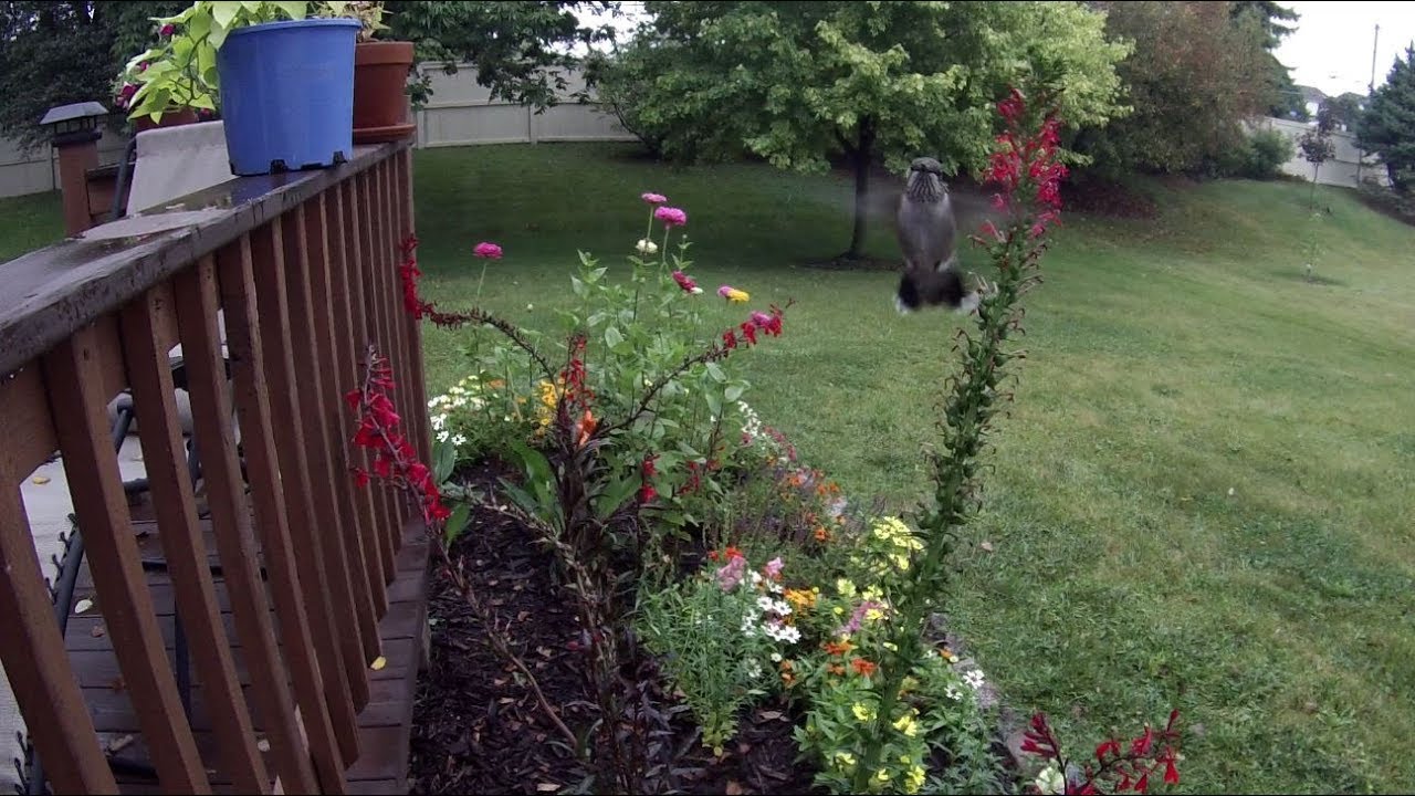 Hummingbird feeding on Cardinal Flowers