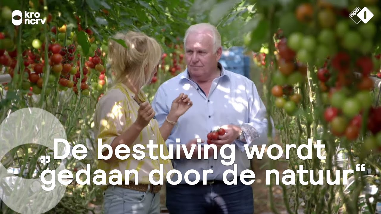 Waarom eten wij vooral tomaten uit het buitenland? | Onze boerderij