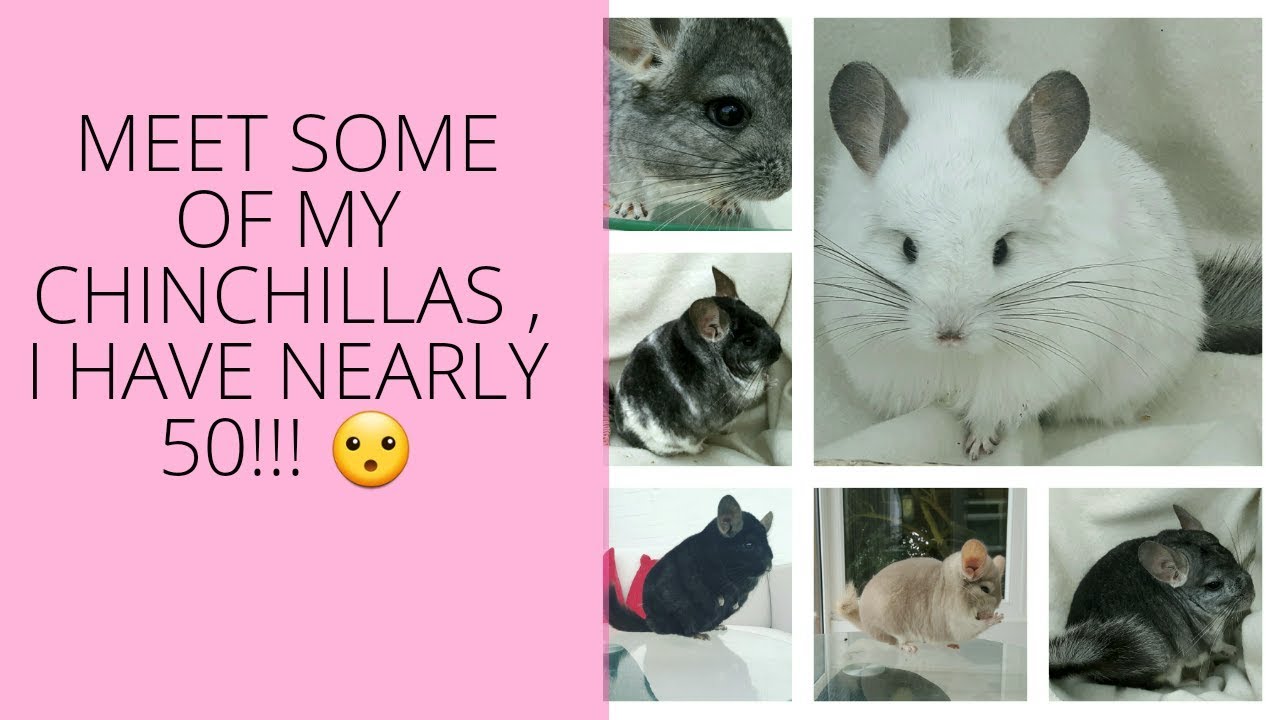 Meet some of my chinchillas I  have nearly 50 !!