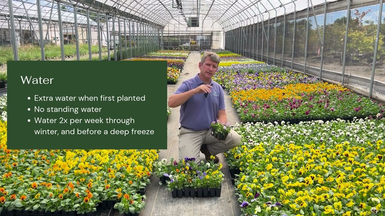When & How to Plant Pansies & Violas