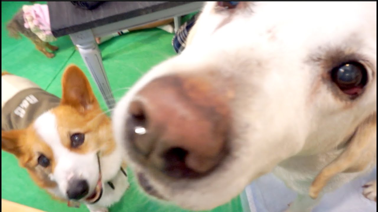 【ほっこり】いつかはみんなシニアライフ！老犬SP