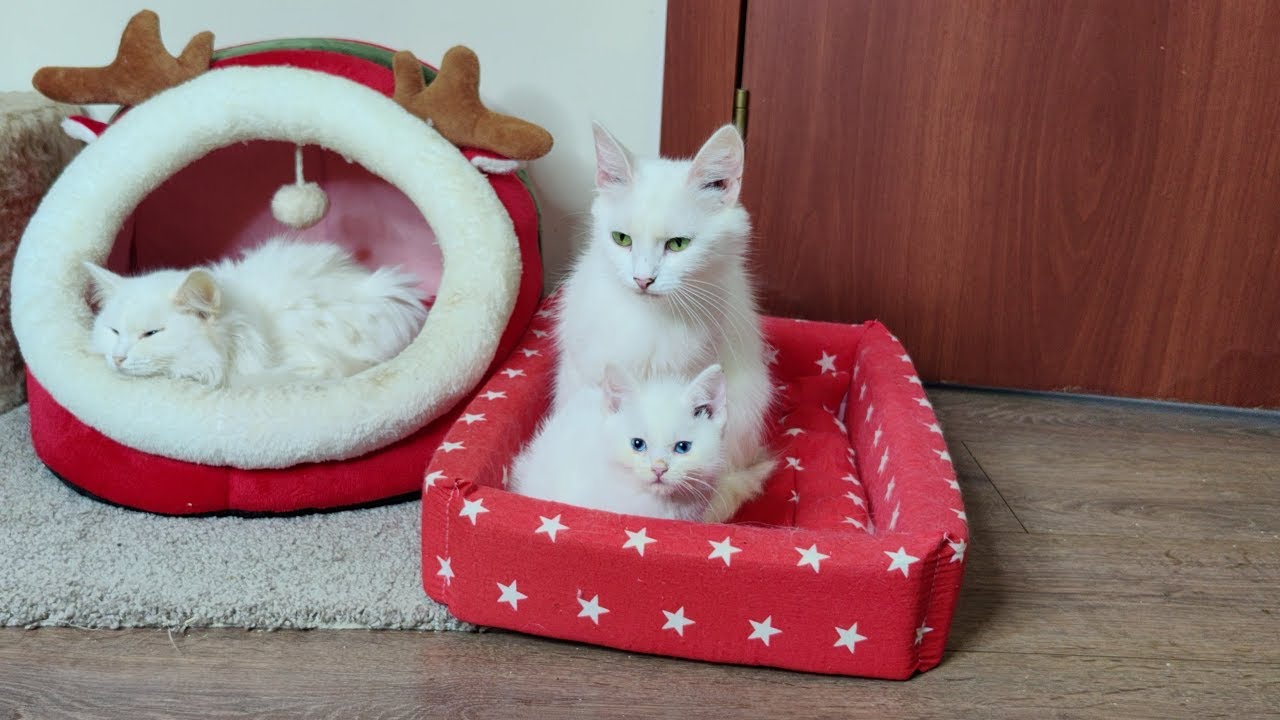 Кошка-мать и её котята. Кошка Лиза заботится о своём котёнке Дино.