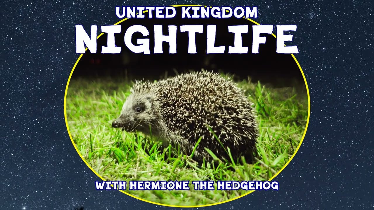 Hermione's UK Nightlife | Hedgehog Highway