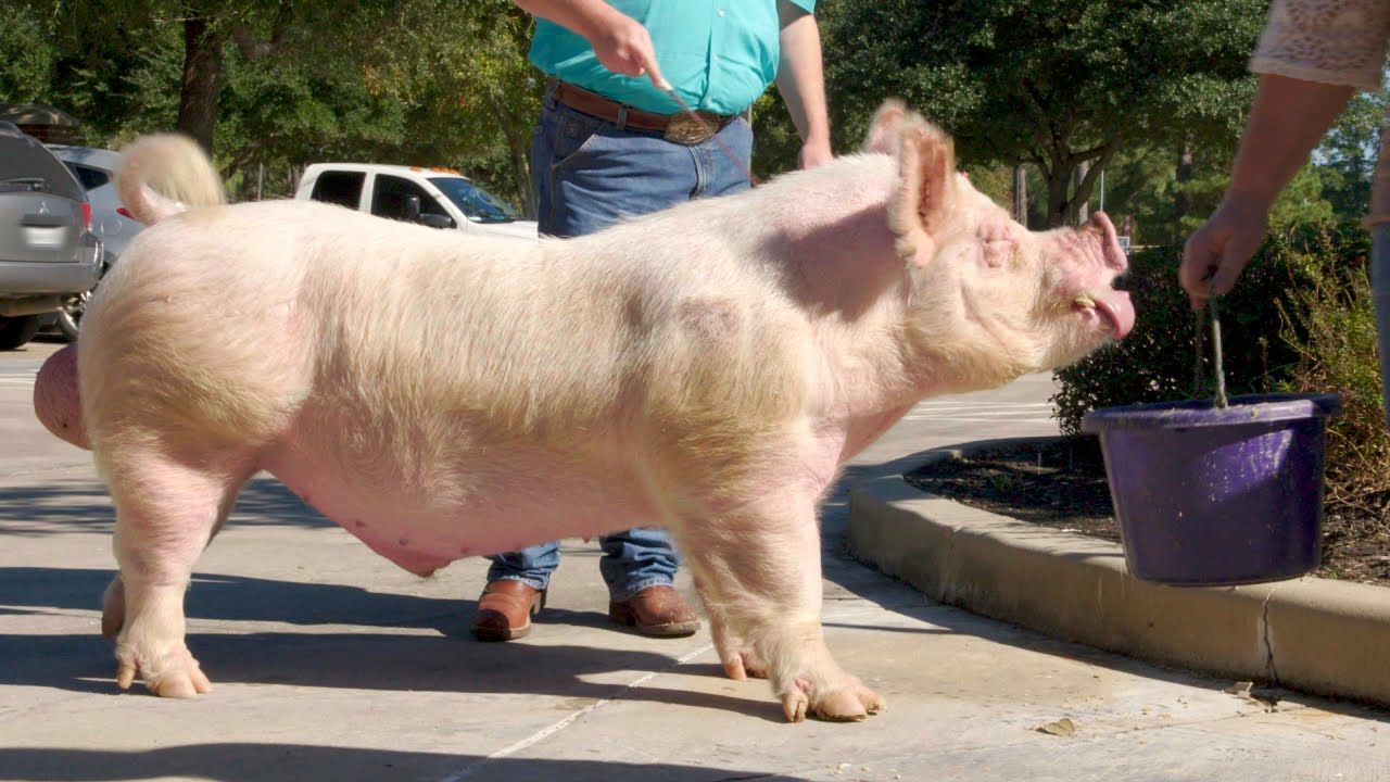 This Poor Ol' 700 Pound Pig Has Achy Joints | The Vet Life
