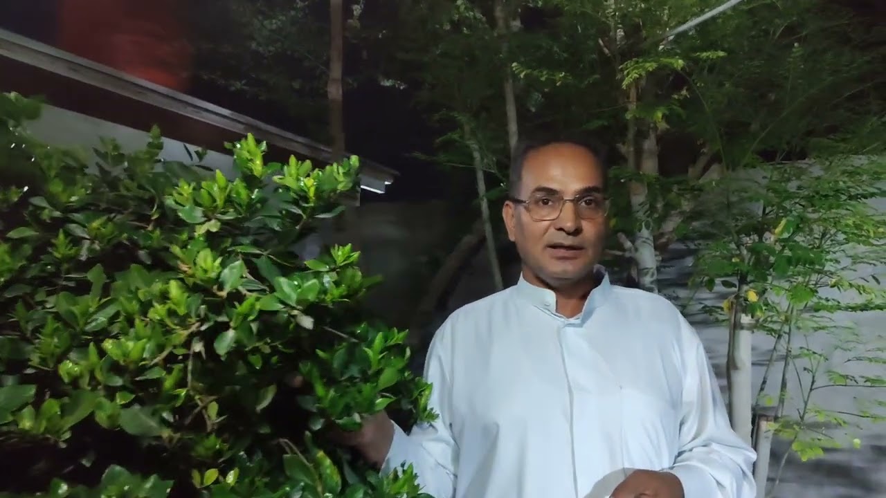 الكاردينيا أو الجاردينيا أو الگاردينيا Gardenia الشجرة الأنيقة والعطر السحري