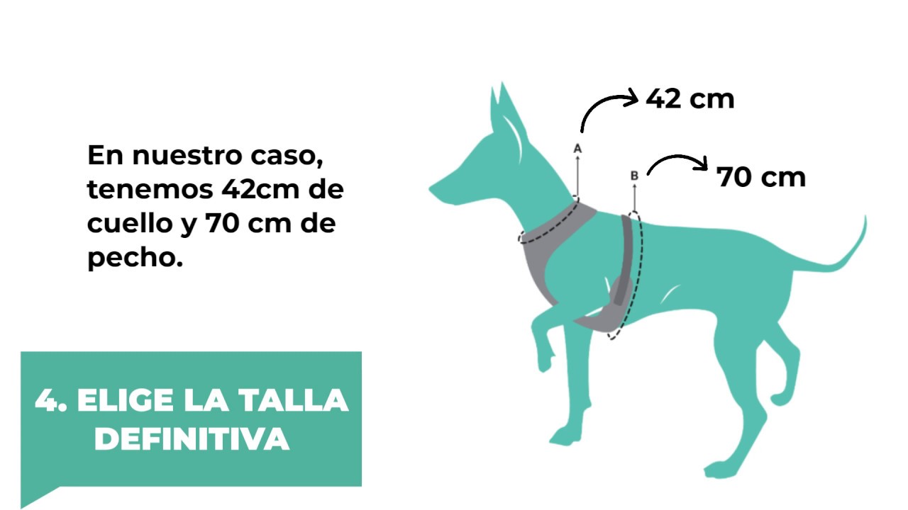 TUTORIAL: Pasos para elegir la talla de arn&eacute;s perfecta