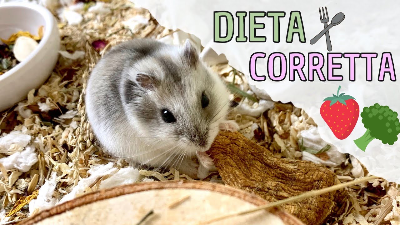L'ALIMENTAZIONE del CRICETO | Guida e Consigli + lista cibo adatto 🐹🍎🥦