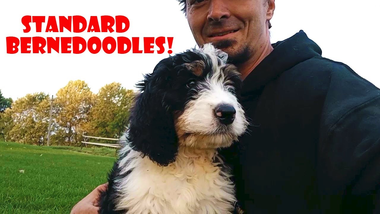 Meet our BIG BABY Standard Bernedoodles!