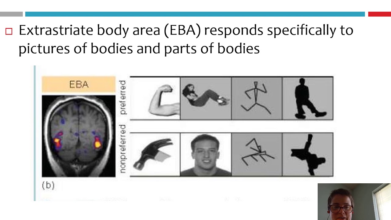 Module 1B Specialization of Function (Brain Structures)