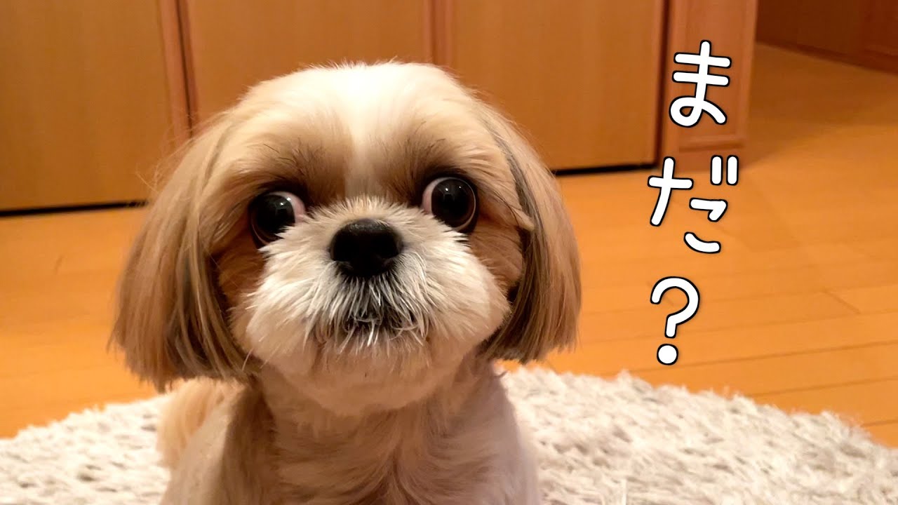 【シーズー】ななちゃんが1番喜ぶ待ち人来たる🐶#dog #シーズー #犬