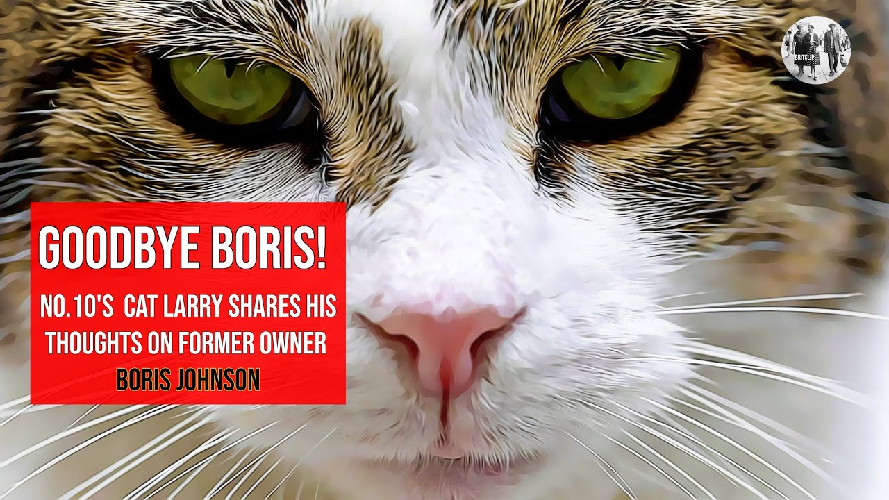 No.10's Downing Street Cat Larry - Thoughts on his former owner Boris Johnson