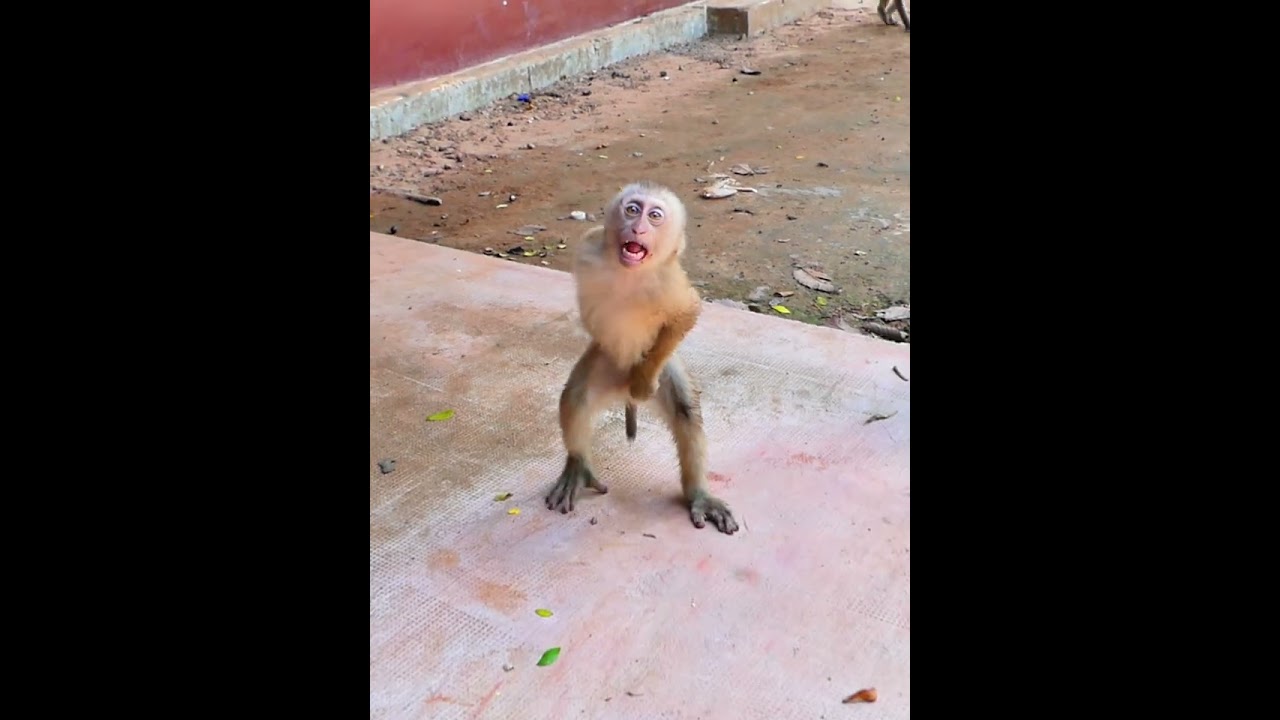 Sep-04-25 Adventure Monkey Kh abandoned newborn , baby , monkey 006 #monkey