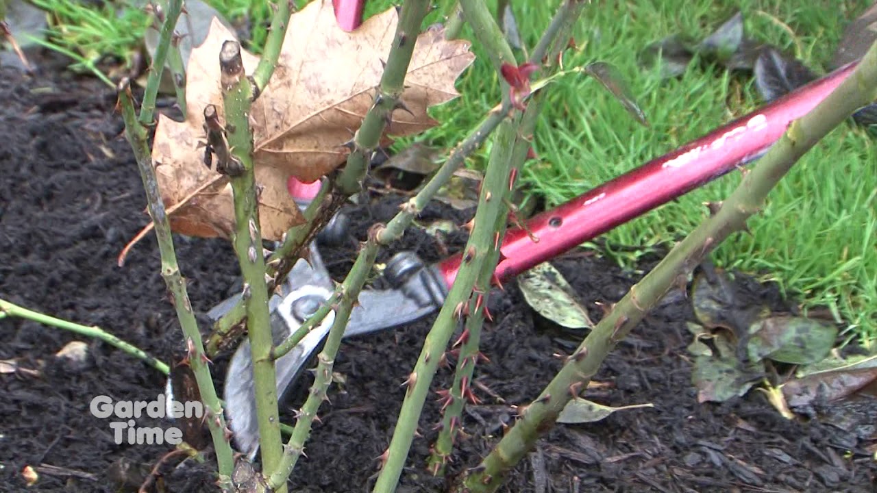 Pruning Hybrid Tea Roses