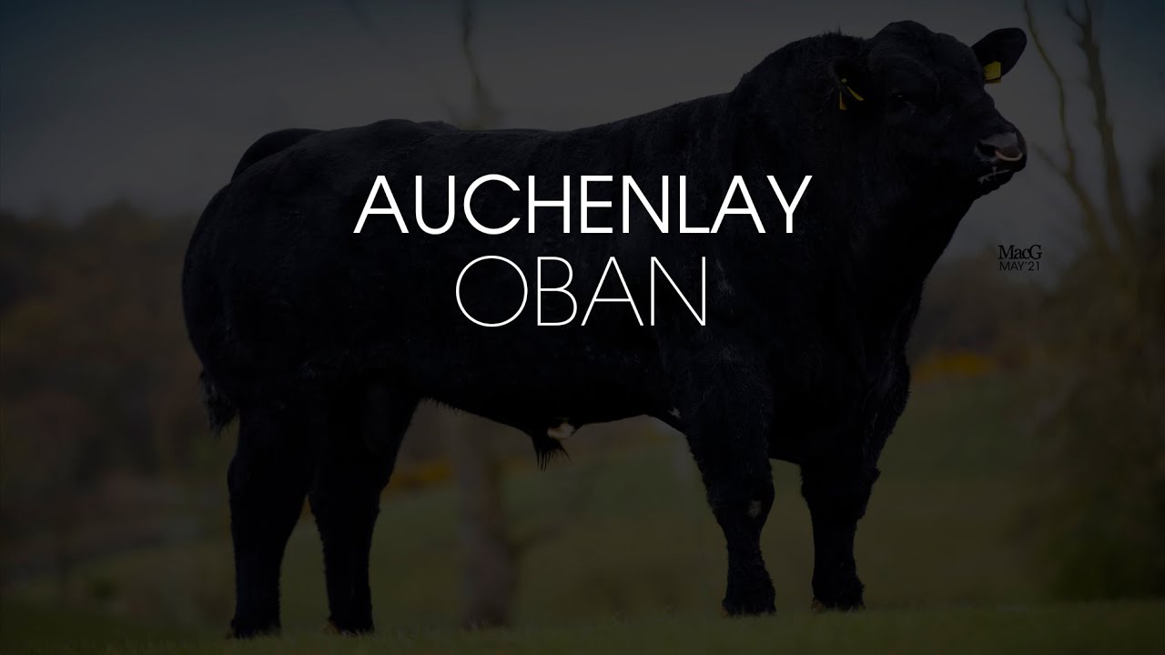 Auchenlay Oban - British Blue Bull