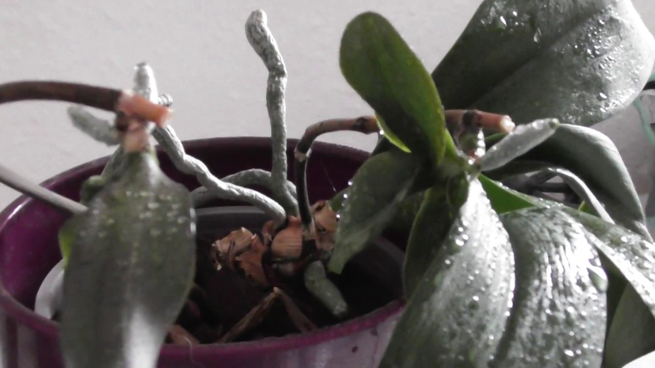 Orchidee hat wieder Kindel ausgebildet