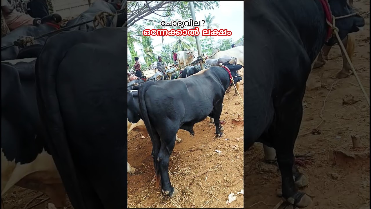 The price of a large Jersey bull  💸