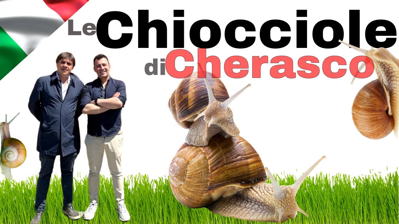 le Chiocciole di Cherasco. Dentro la produzione delle Lumache nelle Langhe #langhe #chiocciole
