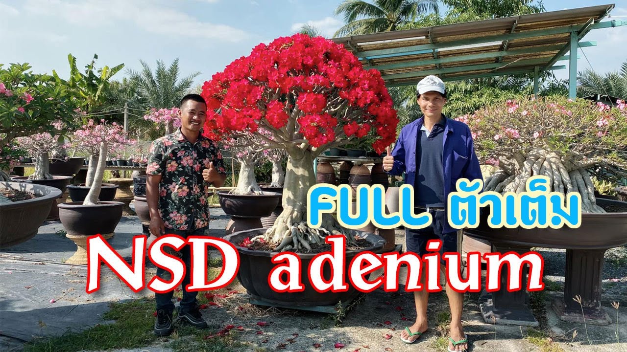 สวนชวนชม NSD Adenium ในตำนาน [FULL] [ตัวเต็ม] 4K