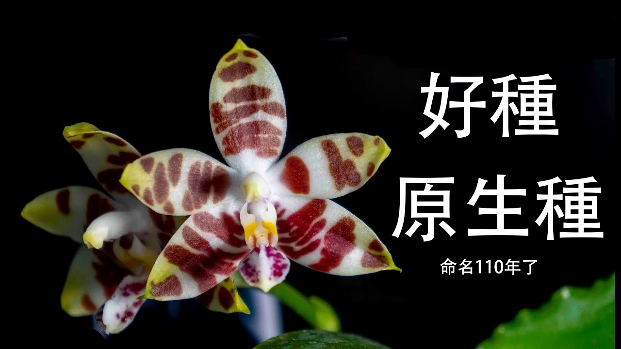命名超過百年的原生種蝴蝶蘭 各大蝴蝶蘭的親本之一 安汶蝴蝶蘭