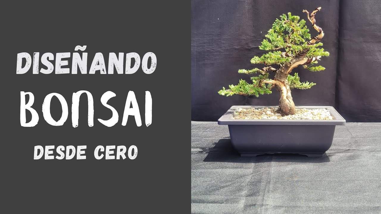 De Junipero de vivero a Bonsai de ALTA calidad
